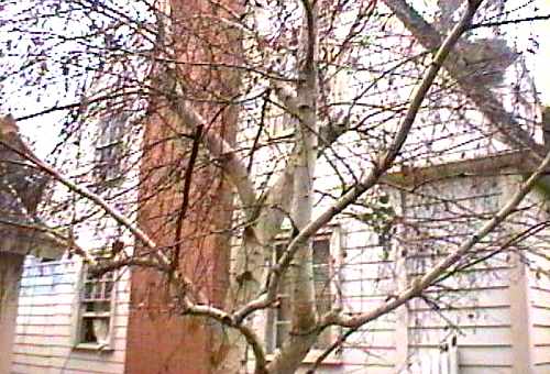 [ADAM R. JONES VIDEO IMAGE]