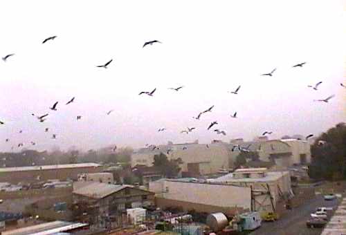 [ADAM R. JONES VIDEO IMAGE]